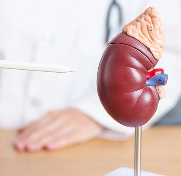 Kidney Function Tests That Help Detect Renal Problems Before Symptoms Appear