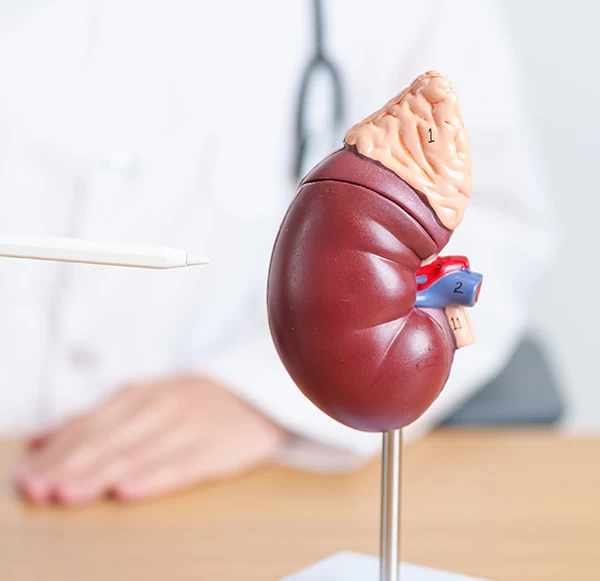 KFT Test: Understanding Kidney Function and How It Assesses Renal Health