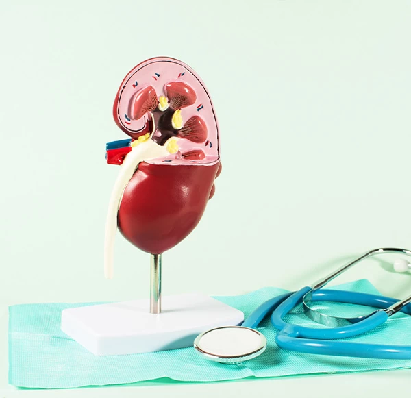 Understanding Your RFT Results: Normal Ranges, What’s Alarming, and Next Steps
