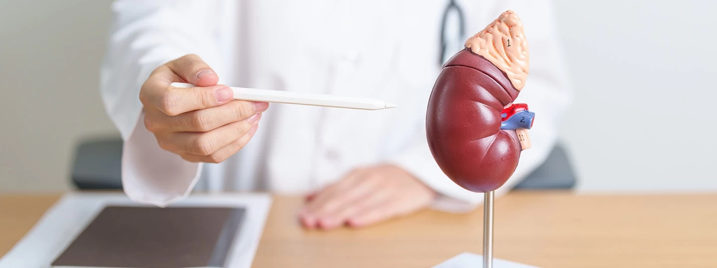 Kidney Function Tests That Help Detect Renal Problems Before Symptoms Appear