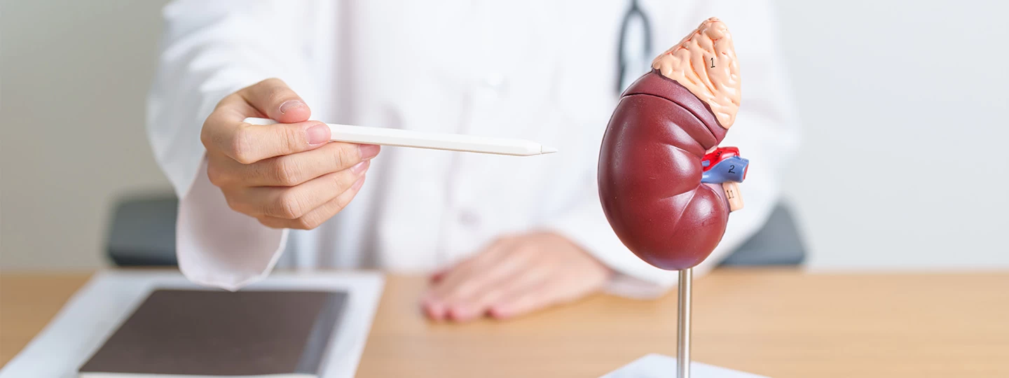 KFT Test: Understanding Kidney Function and How It Assesses Renal Health